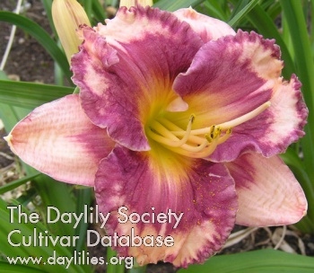 Daylily Stonehill's Love Song